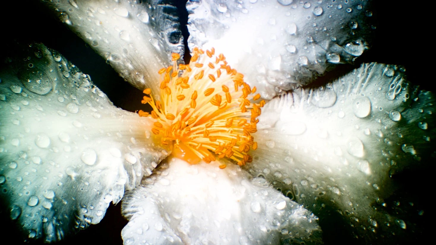 Wide-angle photo through Beyond's lenses of a flower scene, showing the full field of view